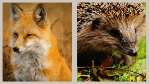 Empiricism vs. Rationalism