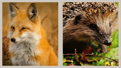 Empiricism vs. Rationalism