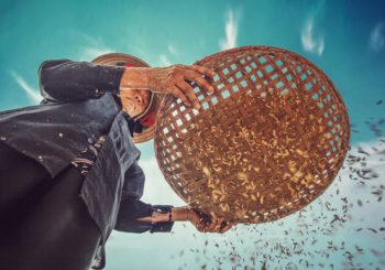 Woman sifting rice grain in a basket
